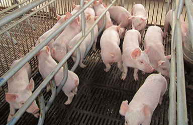 2019年全国猪肉供应或减少15%~20%