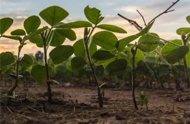 农业农村部发布第十一批农业植物品种保护名录