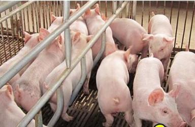 农业农村部七项措施稳定生猪生产