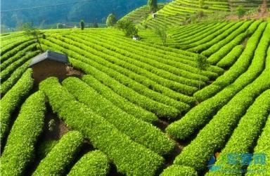 普洱市举办“百里普洱茶道”项目策划大赛